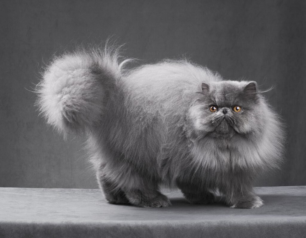 What Were Persian Cats Bred For