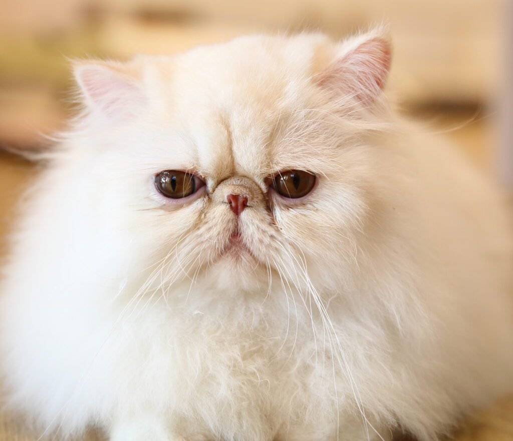 Can Persian Cats Be Dangerous Sometimes