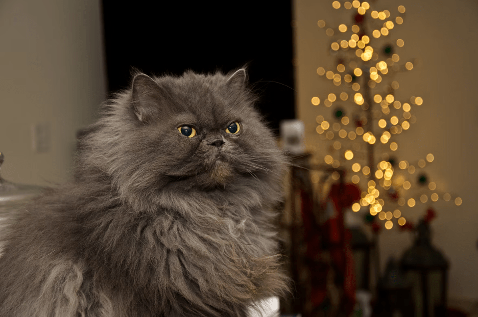 Can Persian Cats Be Dangerous Sometimes