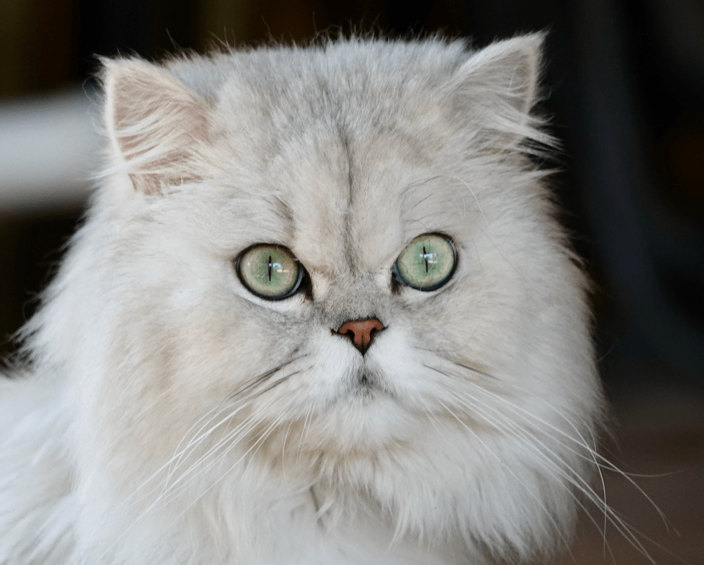 How Long Do Persian Cats Live On Average