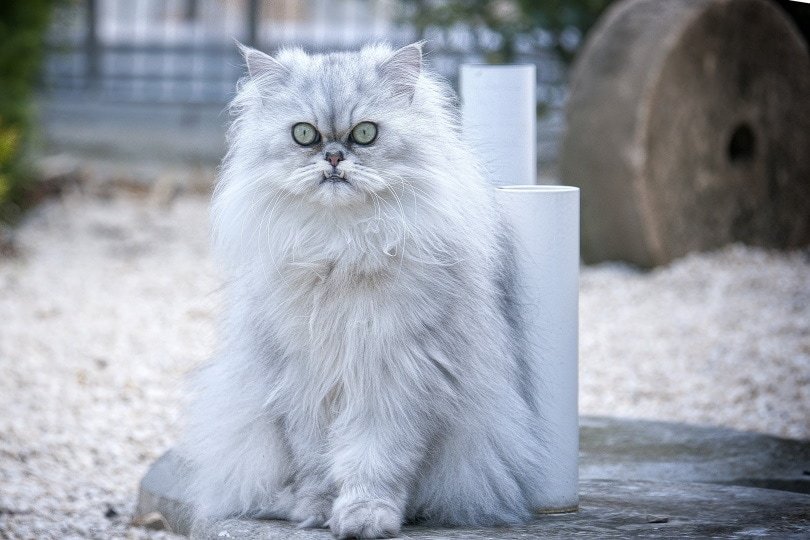How Much Persian Cat