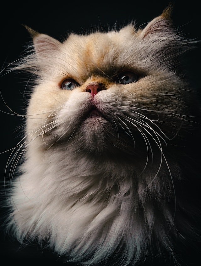 How Much Persian Cat