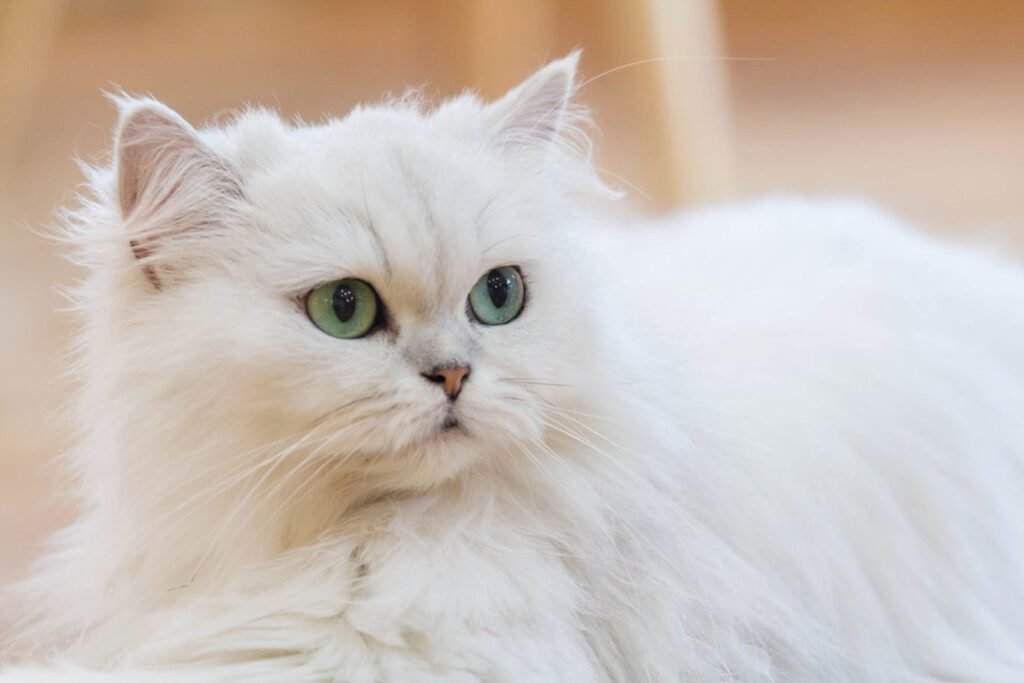 What Are Persian Cats