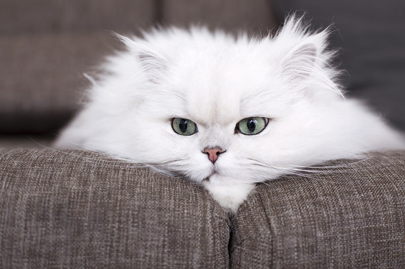 What Are Persian Cats Use For