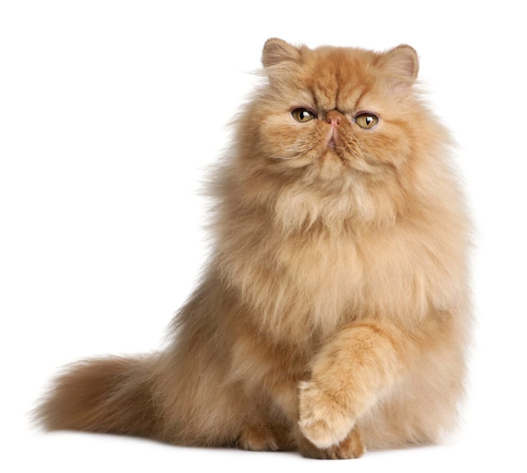 What Is A Persian Cat Used For