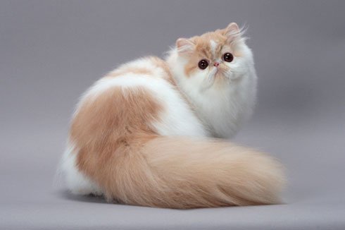 What Is A Persian Cat Used For