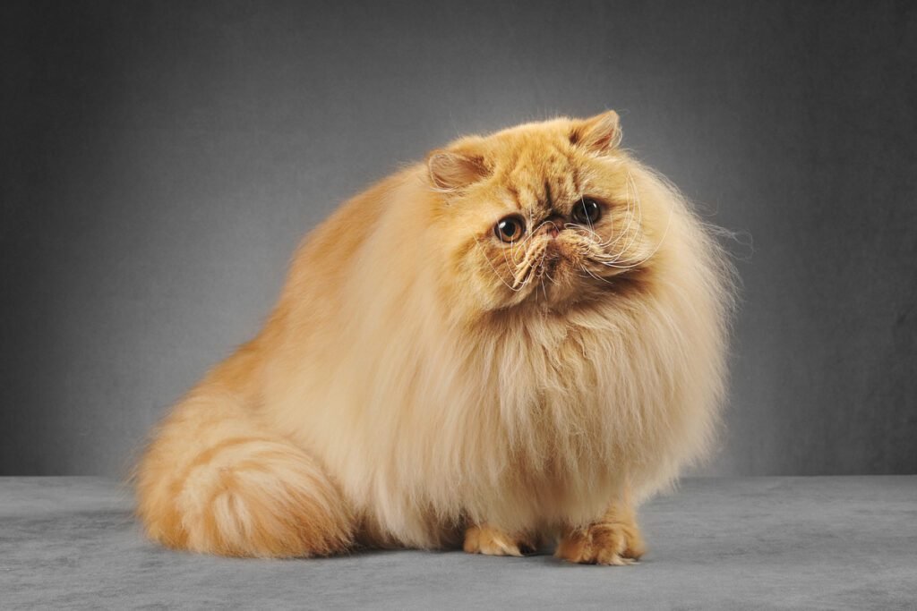 What Is A Persian Cat Used For